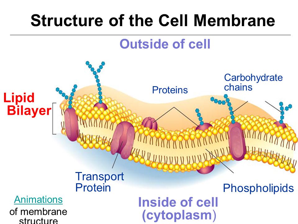download free cell membrane structure